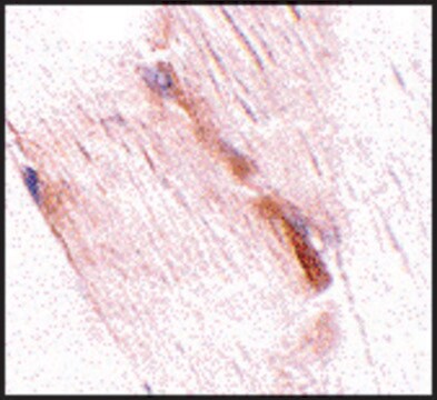 Anti-NIPSNAP2 (ab2) antibody produced in rabbit affinity isolated antibody, buffered aqueous solution