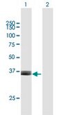 Anti-ARG2 antibody produced in mouse purified immunoglobulin, buffered aqueous solution