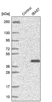 Anti-IBA57 antibody produced in rabbit Prestige Antibodies&#174; Powered by Atlas Antibodies, affinity isolated antibody, buffered aqueous glycerol solution