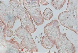 Anti-Fibroblast Growth Factor Receptor-2, Cytoplasmic antibody produced in rabbit affinity isolated antibody, buffered aqueous solution