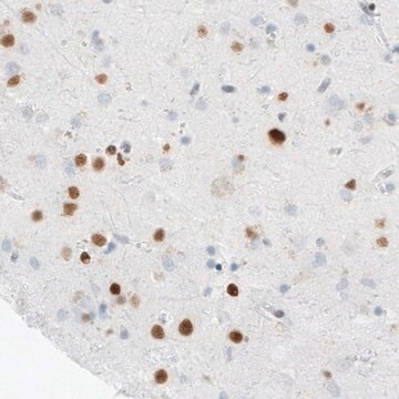 Monoclonal Anti-MEF2C antibody produced in mouse Prestige Antibodies&#174; Powered by Atlas Antibodies, clone CL0369, purified immunoglobulin, buffered aqueous glycerol solution