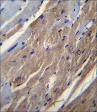ANTI-FGF16 (N-TERM) antibody produced in rabbit IgG fraction of antiserum, buffered aqueous solution