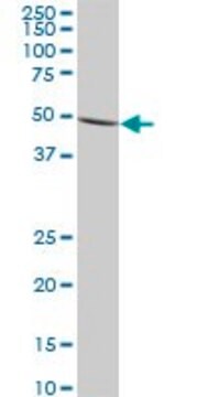 Monoclonal Anti-IMPDH1 antibody produced in mouse clone 3G6, purified immunoglobulin, buffered aqueous solution