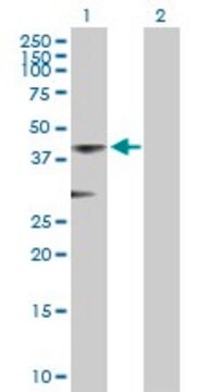 Anti-ACOT7 antibody produced in mouse purified immunoglobulin, buffered aqueous solution