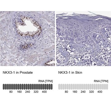 Anti-NKX3-1 Prestige Antibodies&#174; Powered by Atlas Antibodies, affinity isolated antibody