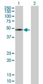 Anti-SH2D2A antibody produced in rabbit purified immunoglobulin, buffered aqueous solution