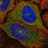 Anti-KIF5B antibody produced in rabbit Prestige Antibodies&#174; Powered by Atlas Antibodies, affinity isolated antibody