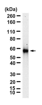 Anti-HNRNPK Antibody, clone 2C9 ZooMAb&#174; Rabbit Monoclonal recombinant, expressed in HEK 293 cells