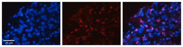 Anti-WWP1 antibody produced in rabbit affinity isolated antibody