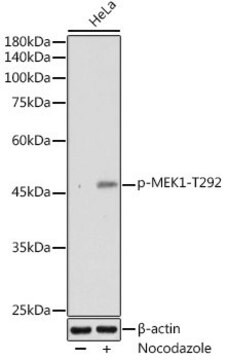 Anti-Phospho-MEK1-T292 antibody produced in rabbit