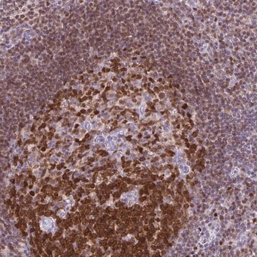Anti-DCK antibody produced in rabbit Prestige Antibodies&#174; Powered by Atlas Antibodies, affinity isolated antibody, buffered aqueous glycerol solution
