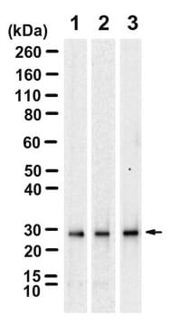 Anti-14-3-3 &#946;/&#945; Antibody, clone 1D15 ZooMAb&#174; Rabbit Monoclonal recombinant, expressed in HEK 293 cells