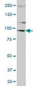 Anti-DDX20 antibody produced in mouse purified immunoglobulin, buffered aqueous solution
