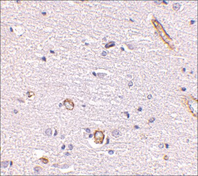 Anti-Syntaphilin (ab2) antibody produced in rabbit affinity isolated antibody, buffered aqueous solution