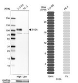 Anti-SV2A antibody produced in rabbit Prestige Antibodies&#174; Powered by Atlas Antibodies, affinity isolated antibody, buffered aqueous glycerol solution