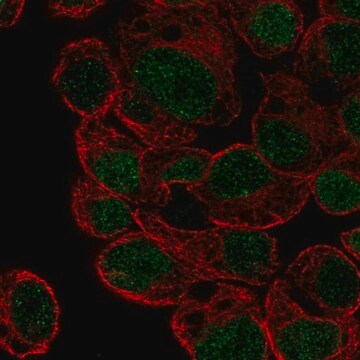 Anti-HLF antibody produced in rabbit Prestige Antibodies&#174; Powered by Atlas Antibodies, affinity isolated antibody