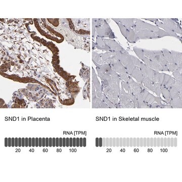 Anti-SND1 antibody produced in rabbit Prestige Antibodies&#174; Powered by Atlas Antibodies, affinity isolated antibody, buffered aqueous glycerol solution