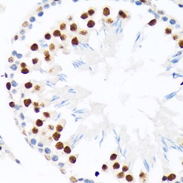 Anti-PIAS1+PIAS2 Antibody, clone 8P1D2, Rabbit Monoclonal