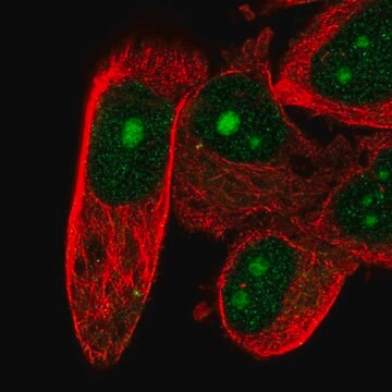 Anti-DFFB antibody produced in rabbit Prestige Antibodies&#174; Powered by Atlas Antibodies, affinity isolated antibody