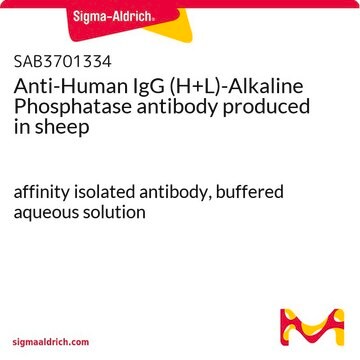 Anti-Human IgG (H+L)-Alkaline Phosphatase antibody produced in sheep affinity isolated antibody, buffered aqueous solution