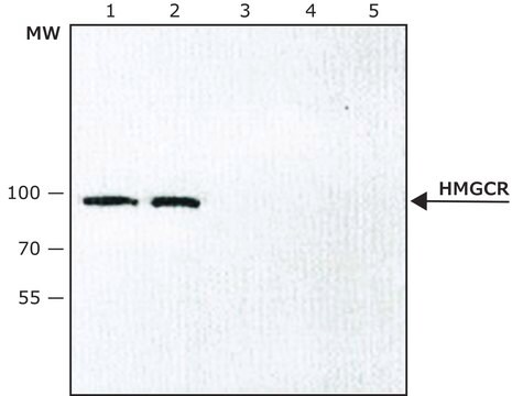 Anti-HMGCR (internal) antibody produced in rabbit ~1.0&#160;mg/mL, affinity isolated antibody