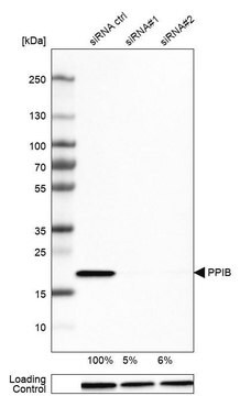 Monoclonal Anti-PPIB antibody produced in mouse Prestige Antibodies&#174; Powered by Atlas Antibodies, clone CL3915, purified immunoglobulin, buffered aqueous glycerol solution