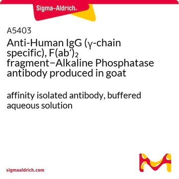 Anti-Human IgG (&#947;-chain specific), F(ab&#8242;)2 fragment&#8722;Alkaline Phosphatase antibody produced in goat affinity isolated antibody, buffered aqueous solution