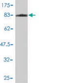 Monoclonal Anti-MAPK9 antibody produced in mouse clone 1C1-3A8, purified immunoglobulin, buffered aqueous solution