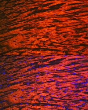 Anti-MYL2 antibody produced in rabbit