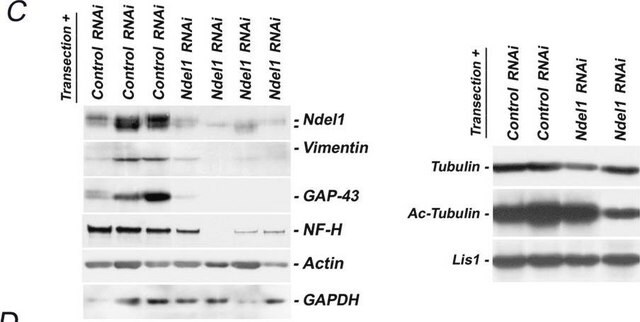 Anti-Actin Antibody, clone C4 ascites fluid, clone C4, Chemicon&#174;