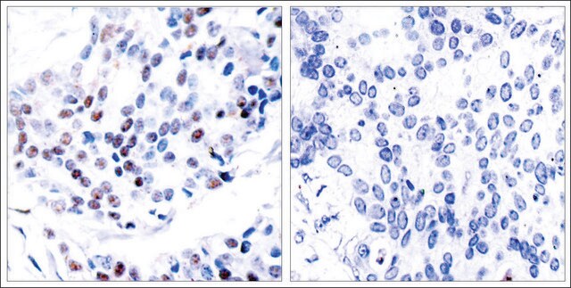 Anti-JUN (Ab-239) antibody produced in rabbit affinity isolated antibody
