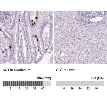 Anti-SCT antibody produced in rabbit Prestige Antibodies&#174; Powered by Atlas Antibodies, affinity isolated antibody, buffered aqueous glycerol solution