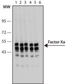 Monoclonal Anti-Factor X antibody produced in mouse clone HX-1, purified immunoglobulin, buffered aqueous solution