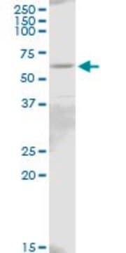 Anti-IL18R1 antibody produced in mouse purified immunoglobulin, buffered aqueous solution