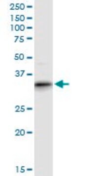 Anti-ART4 antibody produced in mouse purified immunoglobulin, buffered aqueous solution