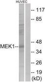 Anti-MEK1 antibody produced in rabbit affinity isolated antibody