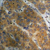 Anti-phospho-Akt (pSer129) antibody produced in rabbit affinity isolated antibody