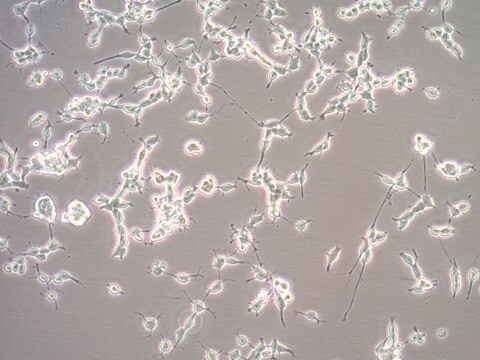 Oli-neu Mouse Oligodendroglial Precursor Cell Line