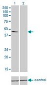Monoclonal Anti-TUBA1 antibody produced in mouse clone 2E11, purified immunoglobulin, buffered aqueous solution