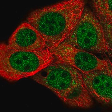 Anti-HIF1AN antibody produced in rabbit Prestige Antibodies&#174; Powered by Atlas Antibodies, affinity isolated antibody