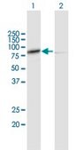 Anti-CAPN1 antibody produced in mouse purified immunoglobulin, buffered aqueous solution