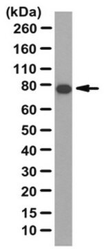 Anti-ELMO1 Antibody from rabbit, purified by affinity chromatography