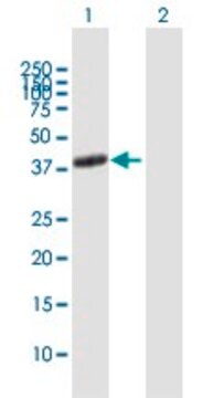 Anti-ADORA2A antibody produced in mouse purified immunoglobulin, buffered aqueous solution