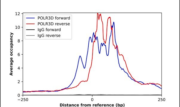 Anti-POLR3D antibody produced in rabbit Prestige Antibodies&#174; Powered by Atlas Antibodies, affinity isolated antibody