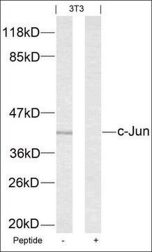 Anti-JUN (Ab-63) antibody produced in rabbit affinity isolated antibody