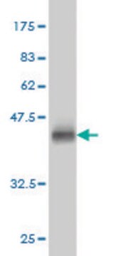 Monoclonal Anti-CACNG3 antibody produced in mouse clone 3E4, purified immunoglobulin, buffered aqueous solution