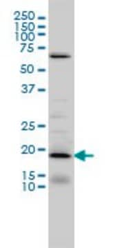 Monoclonal Anti-D4S234E antibody produced in mouse clone 1C3, purified immunoglobulin, buffered aqueous solution