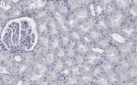 Anti-GRP75 Antibody, clone 2D20 ZooMAb&#174; Rabbit Monoclonal recombinant, expressed in HEK 293 cells