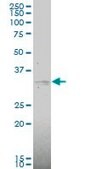 Monoclonal Anti-MAP2K6 antibody produced in mouse clone 2F2, purified immunoglobulin, buffered aqueous solution