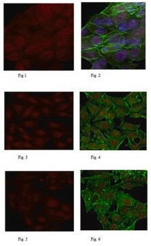 Anti-FANCM Antibody, clone CV5.1 clone CV5.1, 0.5&#160;mg/mL, from mouse